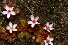 Drosera tubaestylis