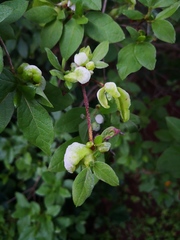 Exobasidium rhododendri