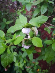 Exobasidium rhododendri