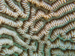 Leptoria phrygia