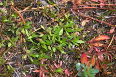 Centipeda minima minima