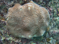 Leptoria phrygia