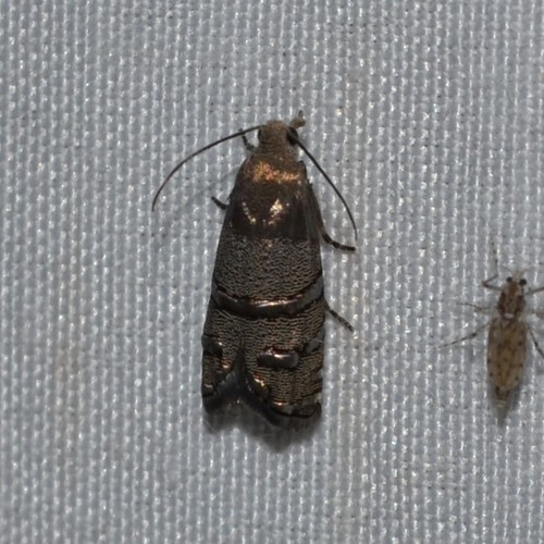 Eastern Pine Seedworm Moth photo 4
