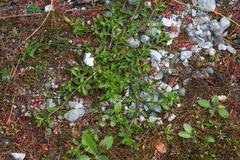 Centipeda minima minima