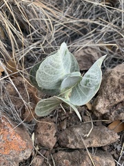 Asclepias nummularia