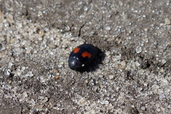 Margarinotus bipustulatus