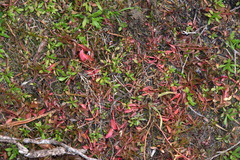 Centipeda minima minima