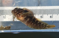 Hypleurochilus geminatus