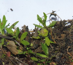 Centipeda minima minima