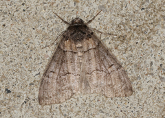 Smyriodes aplectaria
