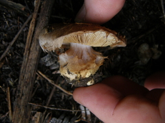 Cortinarius minoscaurus