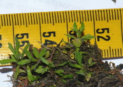 Centipeda minima minima