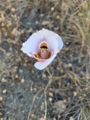 Calochortus argillosus