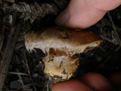 Cortinarius minoscaurus