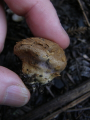 Cortinarius minoscaurus
