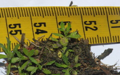 Centipeda minima minima