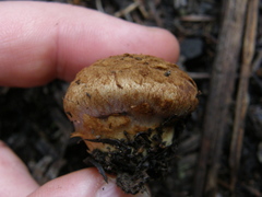 Cortinarius minoscaurus