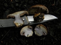 Cortinarius minoscaurus