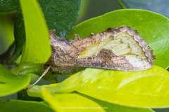 Thysanoplusia orichalcea