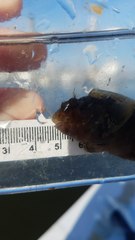 Hypleurochilus geminatus