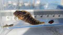 Hypleurochilus geminatus