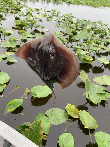 Atlantic Stingray (Hypanus sabinus) — Dasyatidae — 5