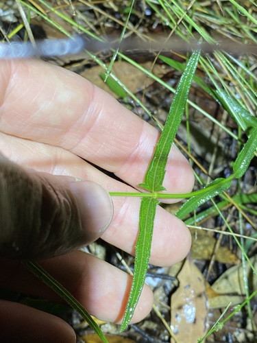 Image of Apowollastonia spilanthoides by (c) Greg Tasney, some rights reserved (CC BY-SA)