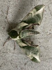 Callambulyx tatarinovii