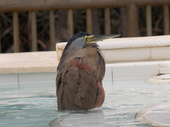 Tigrisoma