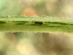 Brachymyrmex patagonicus