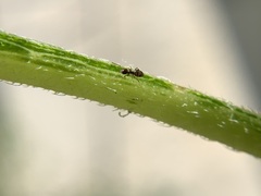 Brachymyrmex patagonicus