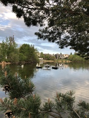 Pelecanus erythrorhynchos