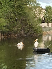 Pelecanus erythrorhynchos