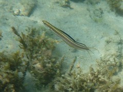 Plagiotremus azaleus