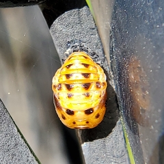 Coccinellini