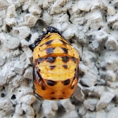 Coccinellini