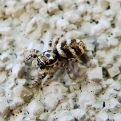 Salticus scenicus