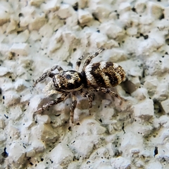 Salticus scenicus