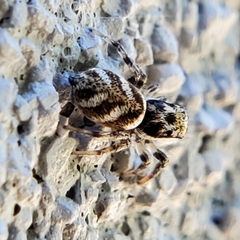 Salticus scenicus