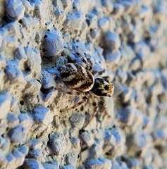 Salticus scenicus