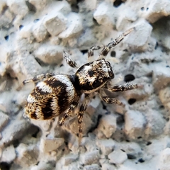 Salticus scenicus