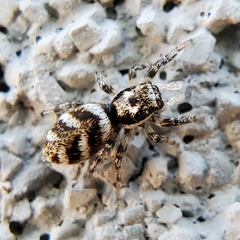 Salticus scenicus
