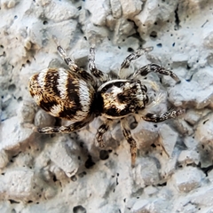 Salticus scenicus