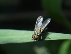 Cyrtoneuropsis