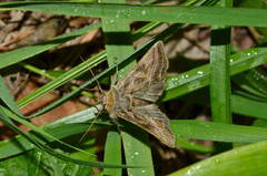 Euchalcia variabilis