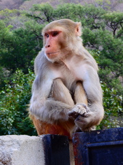 Macaca mulatta