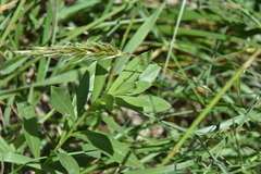 Sericocarpus rigidus