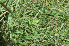 Sericocarpus rigidus