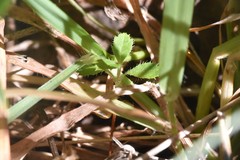 Githopsis specularioides