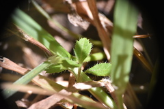 Githopsis specularioides